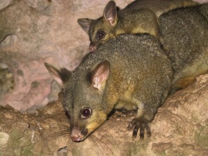 Opossum