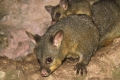 Opossum