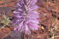 Frühling in Western Australia