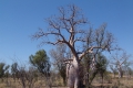 Boab Tree