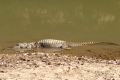 Süsswasserkrokodile (Freshie) soll ungefährlich sein =:(