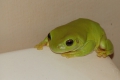 Frosch im WC