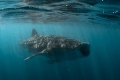 der erste Walhai (Whaleshark)