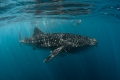 Whaleshark