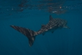 Whaleshark, Good bye