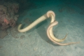 Seasnakes