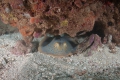 Blue spotted Stingray
