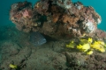auch grössere FIsche sind zu finden