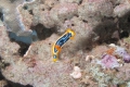 Nudibranch - Nacktkiemenschnecke
