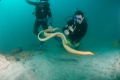 Seasnakes