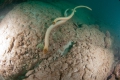 Seasnakes