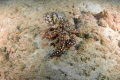 Octopus - Tintenfisch
