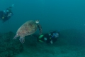 Green Turtle