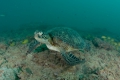 Green Turtle