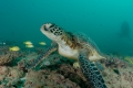 Green Turtle
