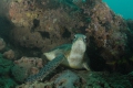 Green Turtle