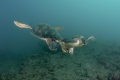 Green Turtle