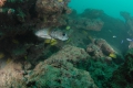 spotted spiny puffer (porcupine fish)