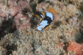 Nudibranch