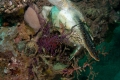 Green Turtle
