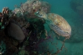 Green Turtle