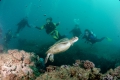 Green Turtle