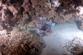 Lionfish