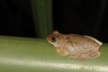 Treefrog (?)