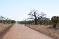 Road and Boab
