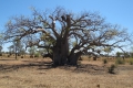 old Boab (the oldest Boab are many 1000 years old)