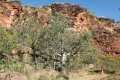 Boab Tree at Hidden Valley N.P.