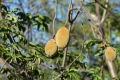 Frucht des Boab