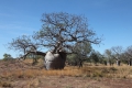 Boab Tree