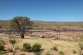 Boab in Sir John Gorge