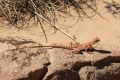 Lizard