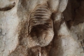 fossiled nautiloid