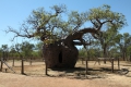 Boab Prison Tree near Dearby