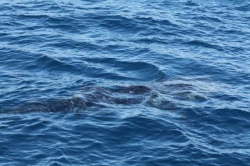 Whaleshark