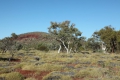 Eucalyptus Tree