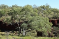 Eucalyptus Tree