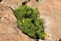 Blume im Fels