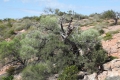 Bush