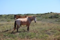 Wild horses at Ningaloo