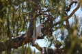 Corella