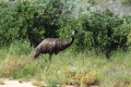 Emu
