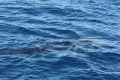 Whaleshark
