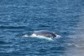 Humpback Whale