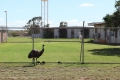 Emu mit Kids