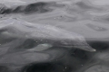 BairdBay_Delphin_unterWasswe.jpg
