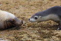 BairdBay_Sealion_hey-mom.jpg